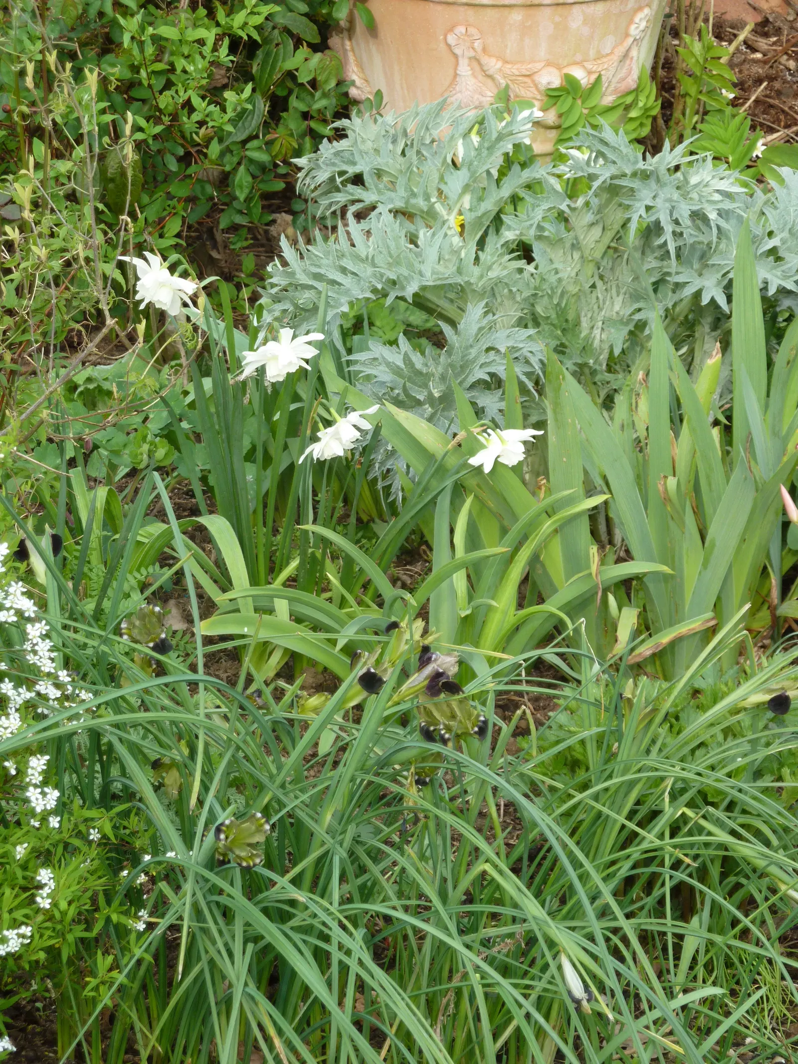Thalia Daffodil (Narcissus 'Thalia') — making them an ideal choice for mid-border plantings