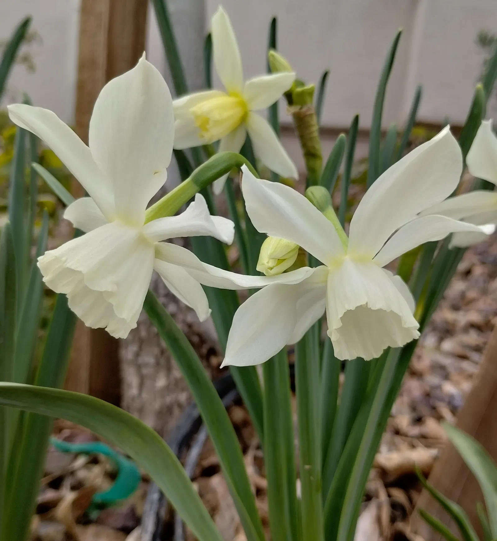Thalia Daffodil (Narcissus 'Thalia') — The Narcissus 'Thalia', commonly referred to as the Thalia Daffodil, is a serene, white-flowering perennial