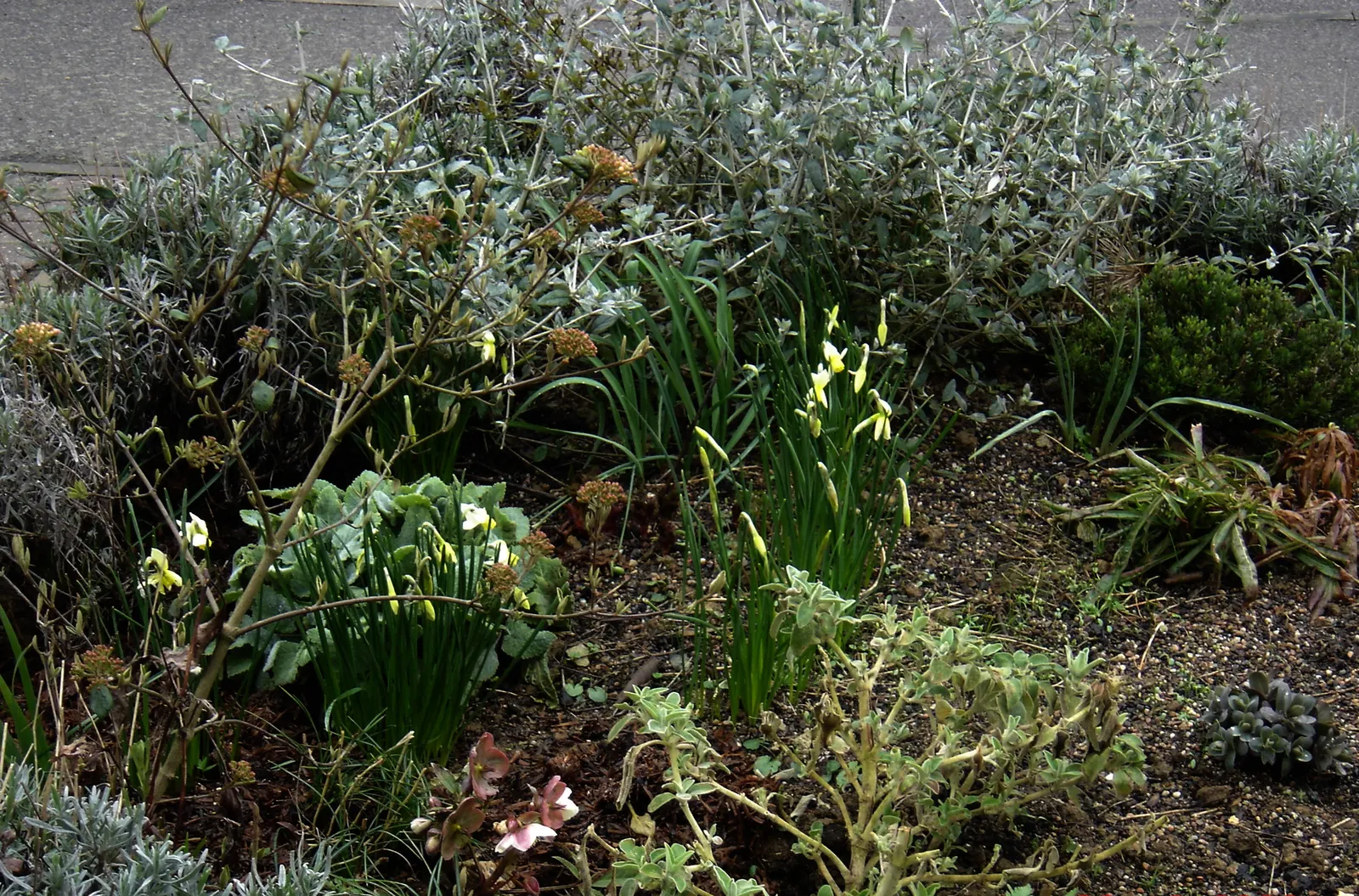 Thalia Daffodil (Narcissus 'Thalia') — Renowned for its late spring blossoms and sweet fragrance, Thalia thrives in USDA zones 4-8