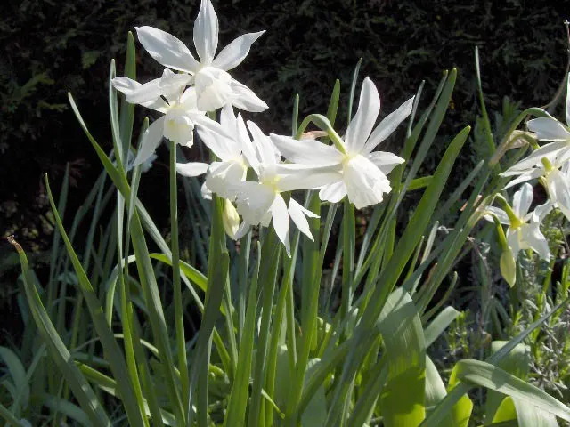 Thalia Daffodil (Narcissus 'Thalia') — Revered for its alluring white blossoms