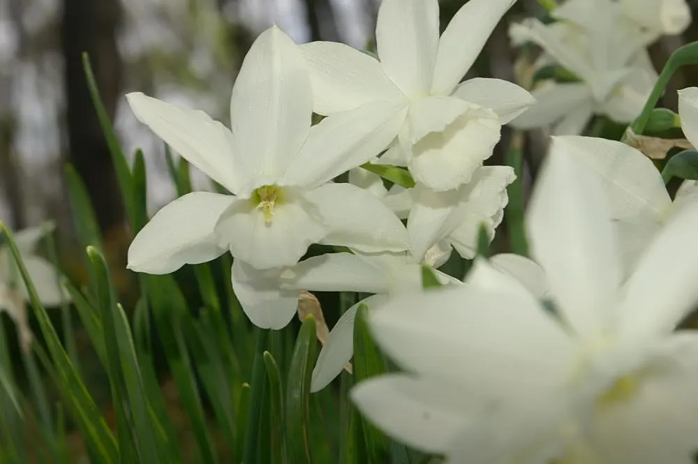 Thalia Daffodil (Narcissus 'Thalia') — commonly referred to as Thalia Daffodil