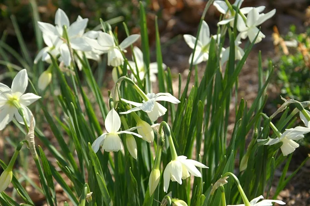 Thalia Daffodil (Narcissus 'Thalia') — is a graceful and elegant late bloomer that adds a touch of serenity to any landscape design