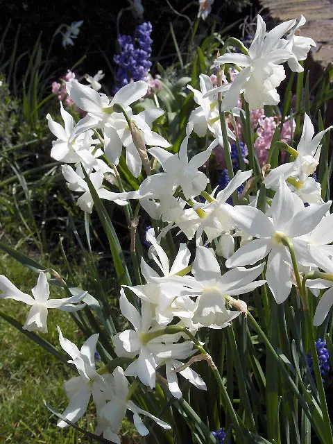 Thalia Daffodil (Narcissus 'Thalia') — each stem of this daffodil typically supports one to three fragrant flowers