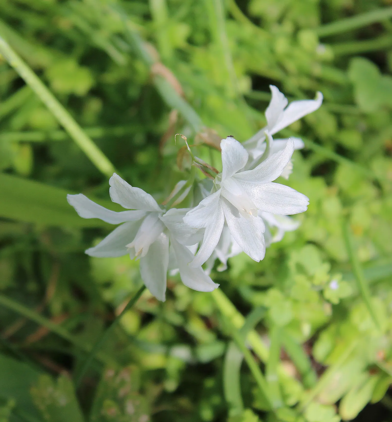 Thalia Daffodil (Narcissus 'Thalia') — spacing bulbs about 3-6 inches apart for an elegant