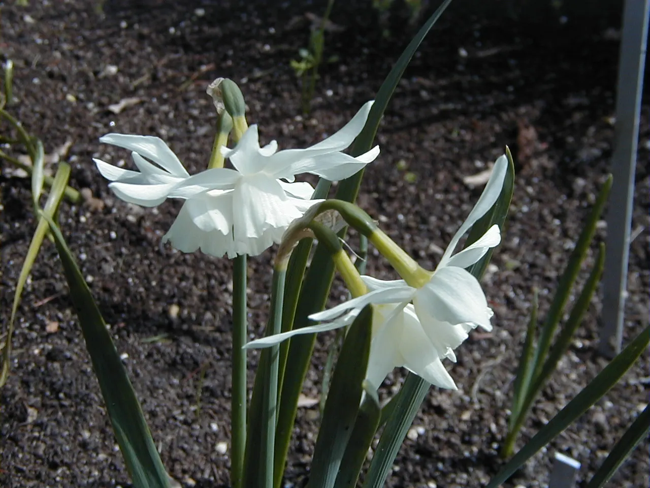Thalia Daffodil (Narcissus 'Thalia') — place in full sun to partial shade in well-draining soil