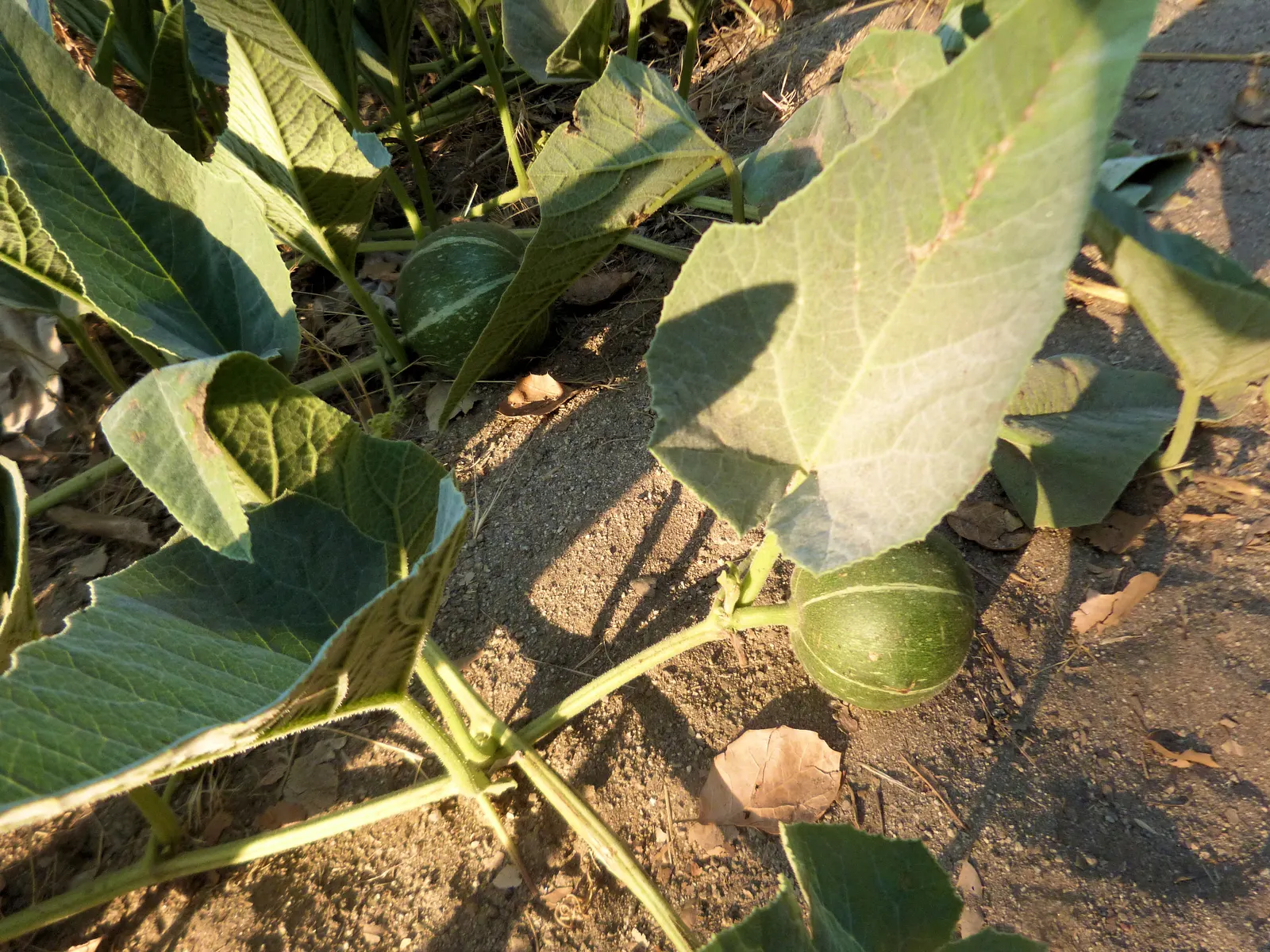 Missouri Gourd (Cucurbita Foetidissima) — It exhibits a vining growth habit that can extend up to 25 feet in length