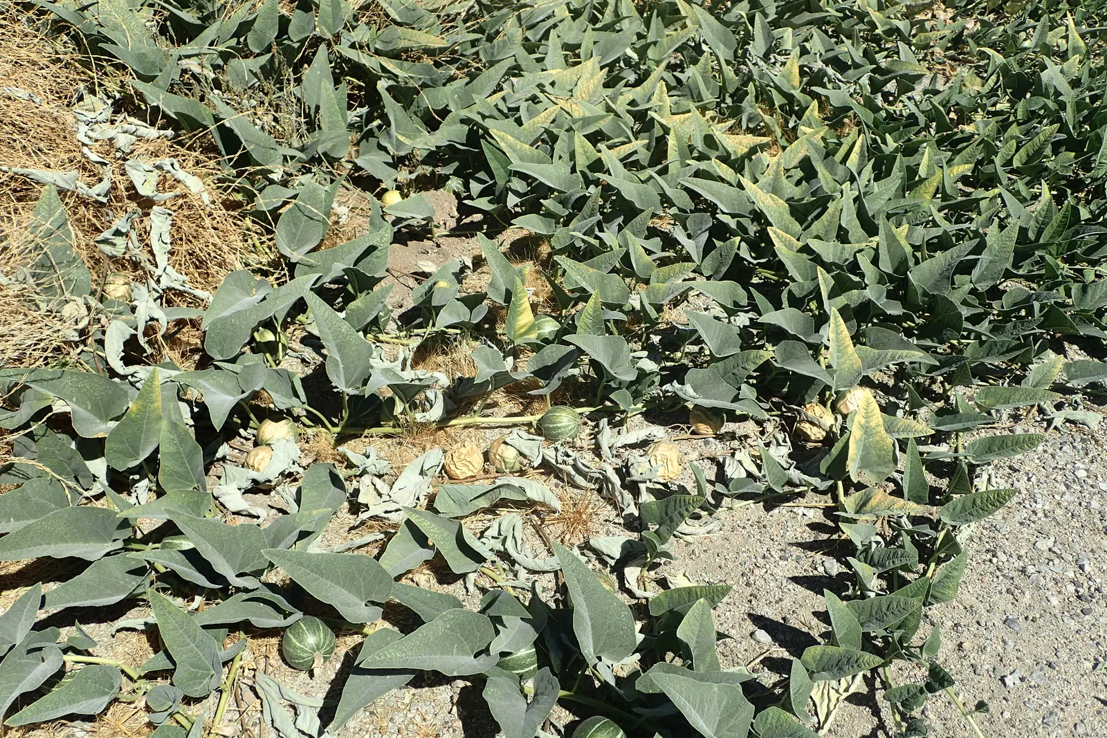 Missouri Gourd (Cucurbita Foetidissima) — While not typically consumed due to their bitter taste
