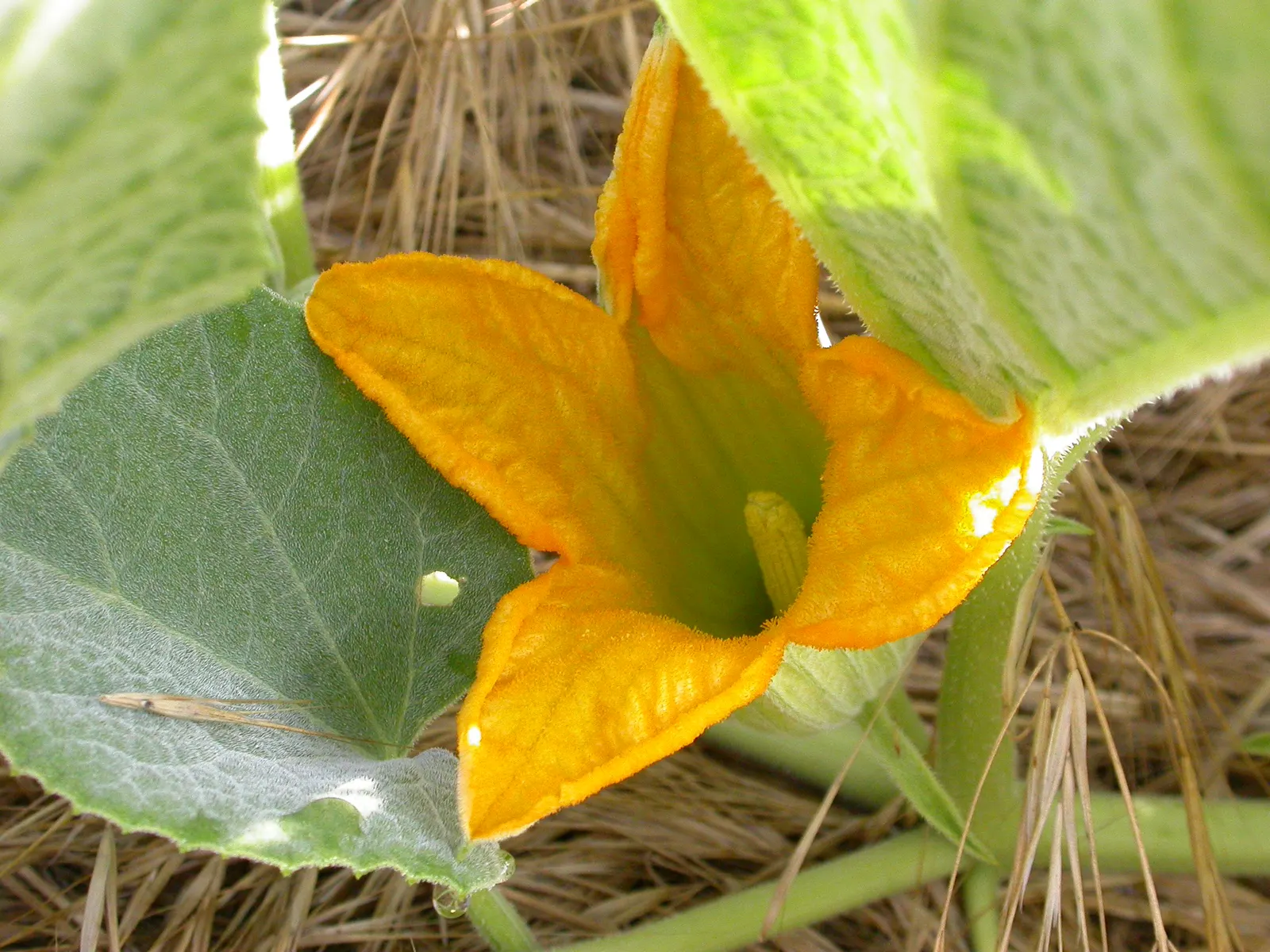 Missouri Gourd (Cucurbita Foetidissima) — It features large, lobed leaves and striking yellow blooms; allowing it to thrive in USDA hardiness zones 5 through