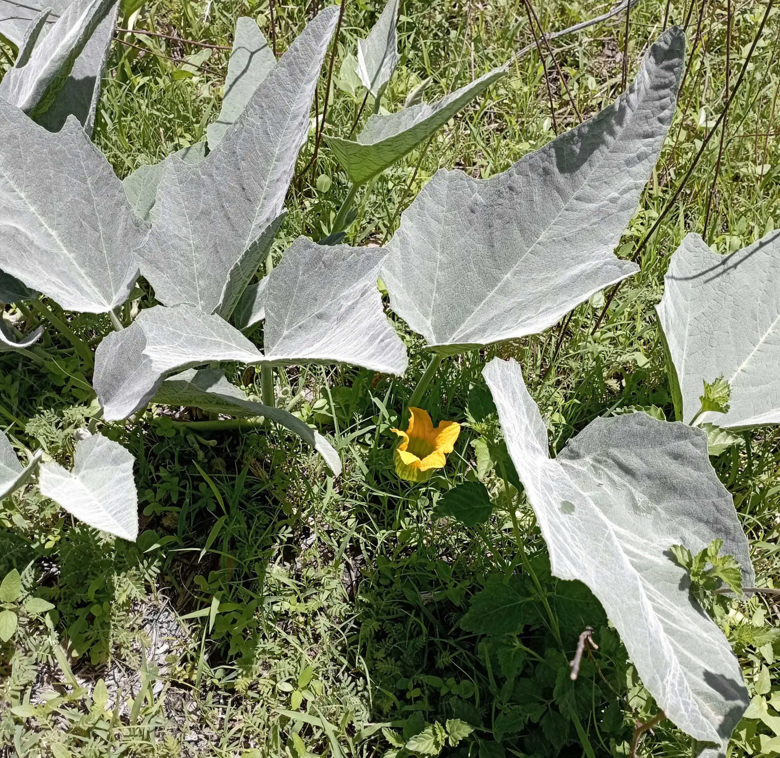 Missouri Gourd (Cucurbita Foetidissima) — The Missouri Gourd, or Cucurbita foetidissima, is a robust perennial vine native to North America; its foul-smelling