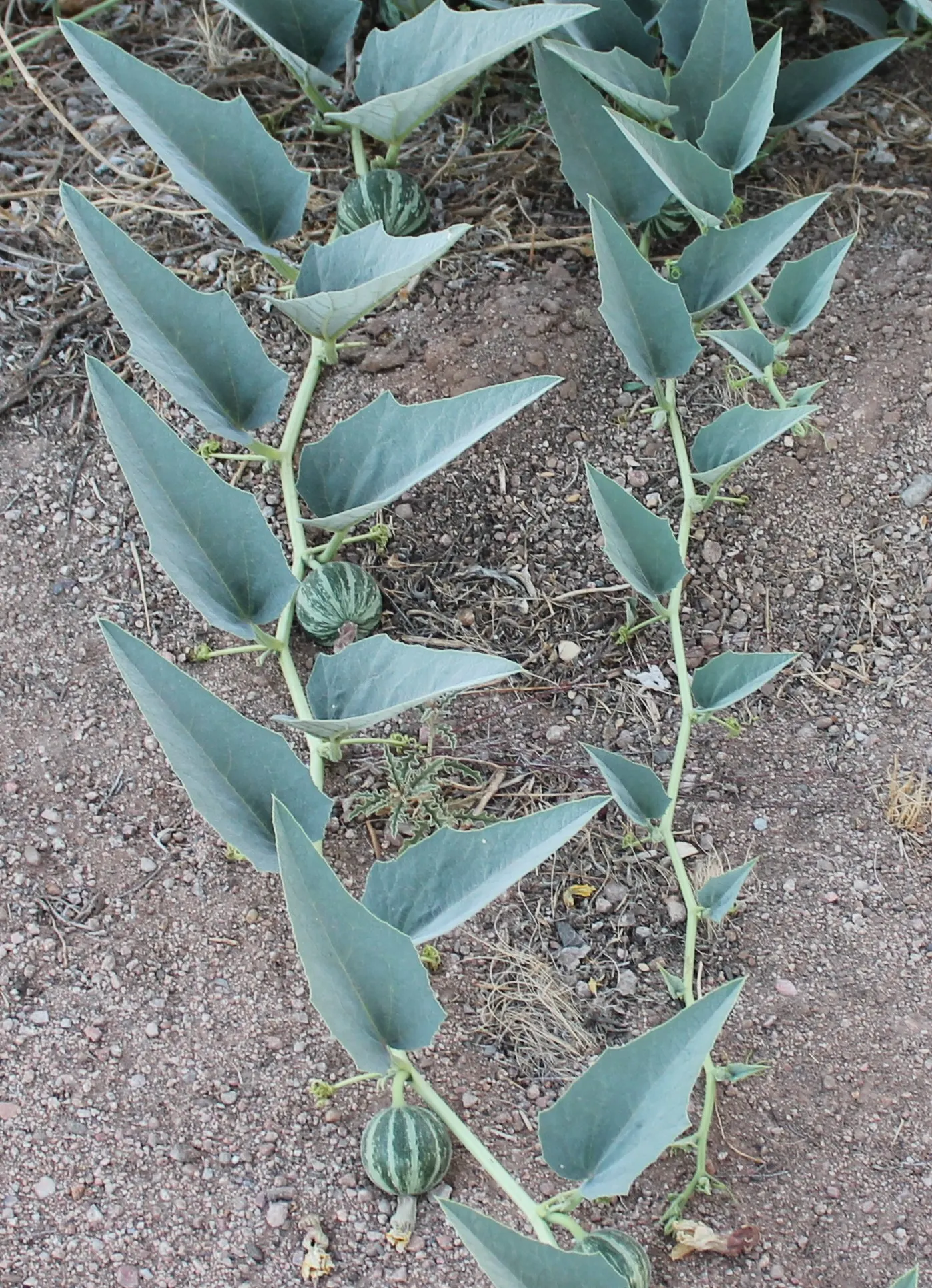 Missouri Gourd (Cucurbita Foetidissima) — This perennial plant is native to the central and southwestern United States