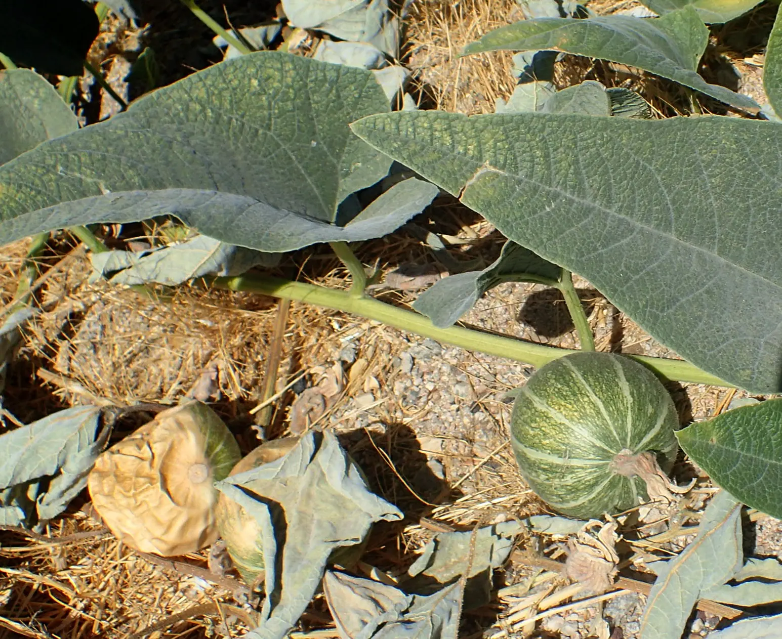 Missouri Gourd (Cucurbita Foetidissima) — These hardy plants can spread up to 25 feet and thrive in full sun and well-drained soils