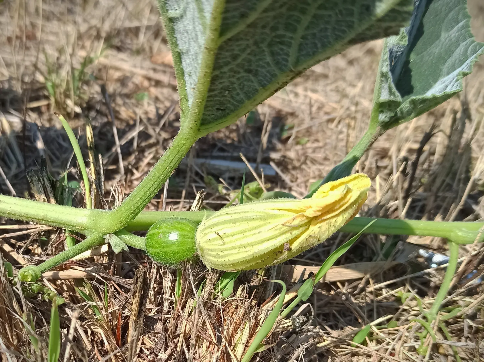 Missouri Gourd (Cucurbita Foetidissima) — These hardy plants can spread up to 25 feet and thrive in full sun and well-drained soils; minimal maintenance is