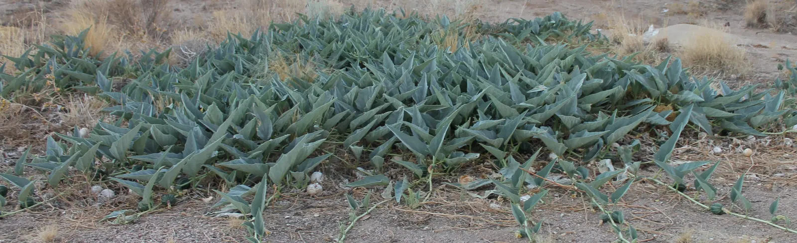 Missouri Gourd (Cucurbita Foetidissima) — scientifically known as Cucurbita foetidissima