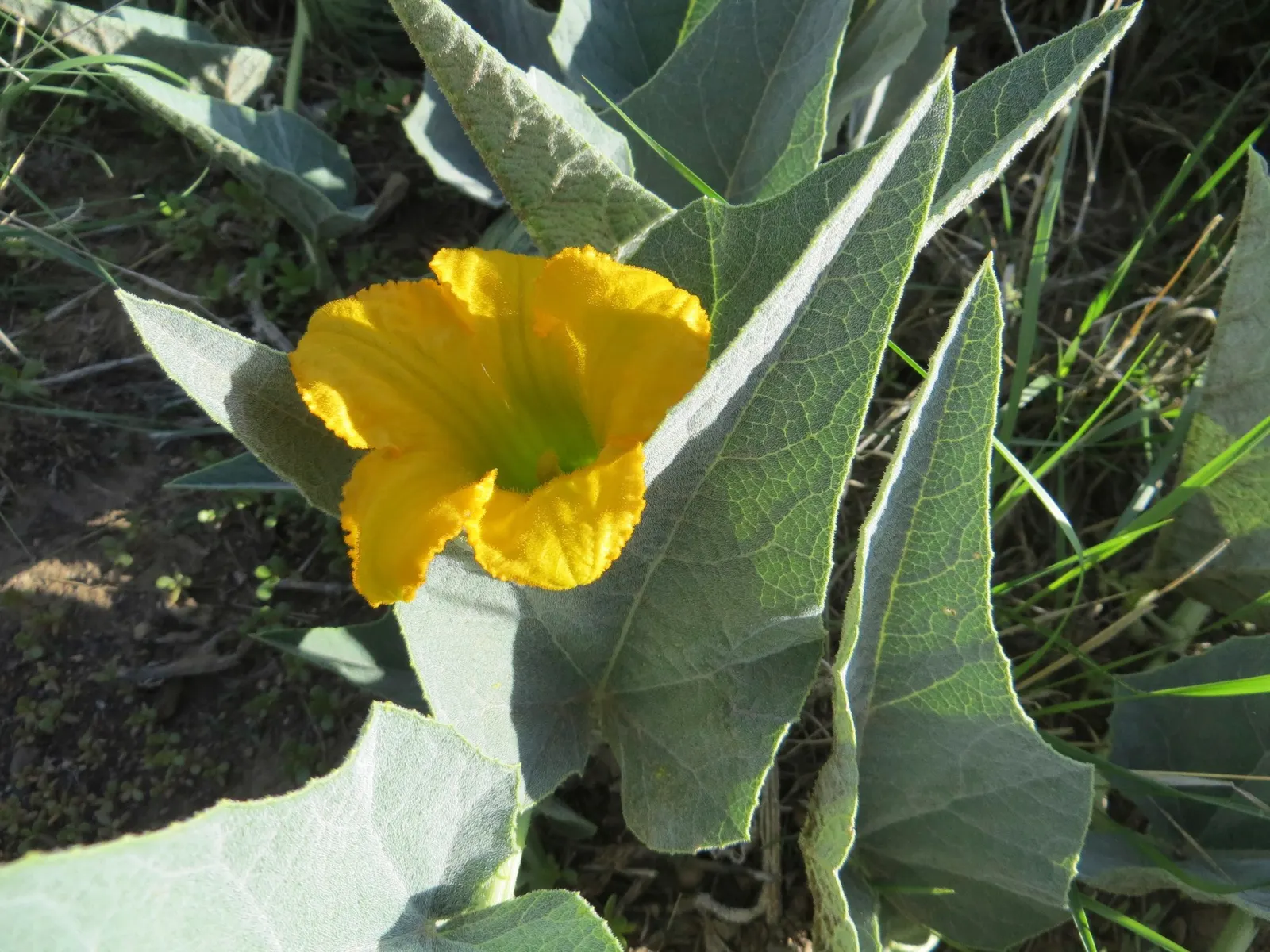 Missouri Gourd (Cucurbita Foetidissima) — gold and yellow flowers in the garden