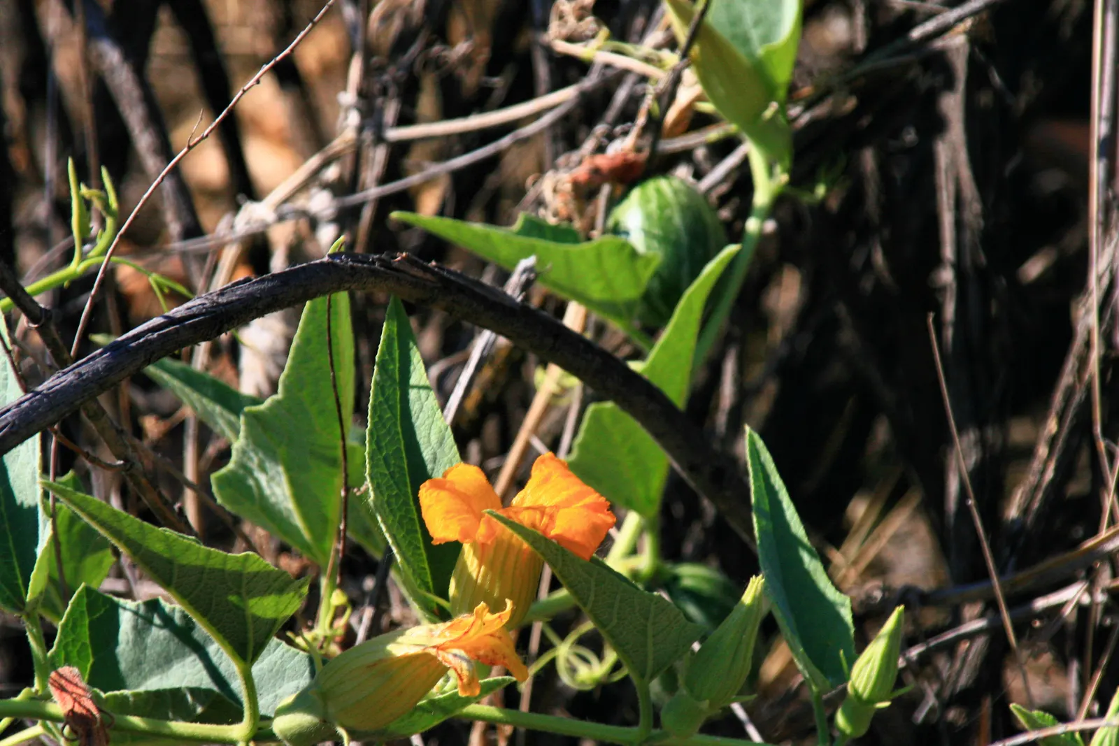 Missouri Gourd (Cucurbita Foetidissima) — making it an excellent ground cover or climber for trellises and fences