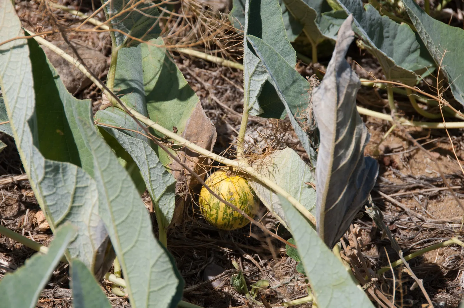 Missouri Gourd (Cucurbita Foetidissima) — embodying an excellent choice for those desiring a low-maintenance garden