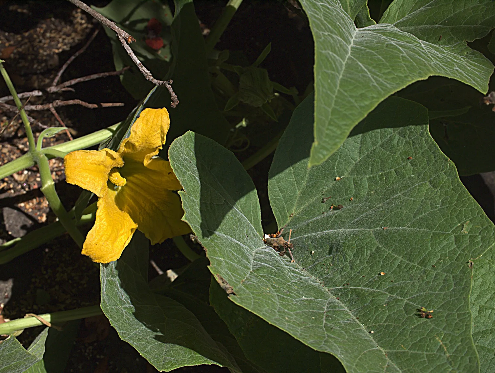 Missouri Gourd (Cucurbita Foetidissima) — which can range from approximately 3-6 inches in width and resemble petite watermelons