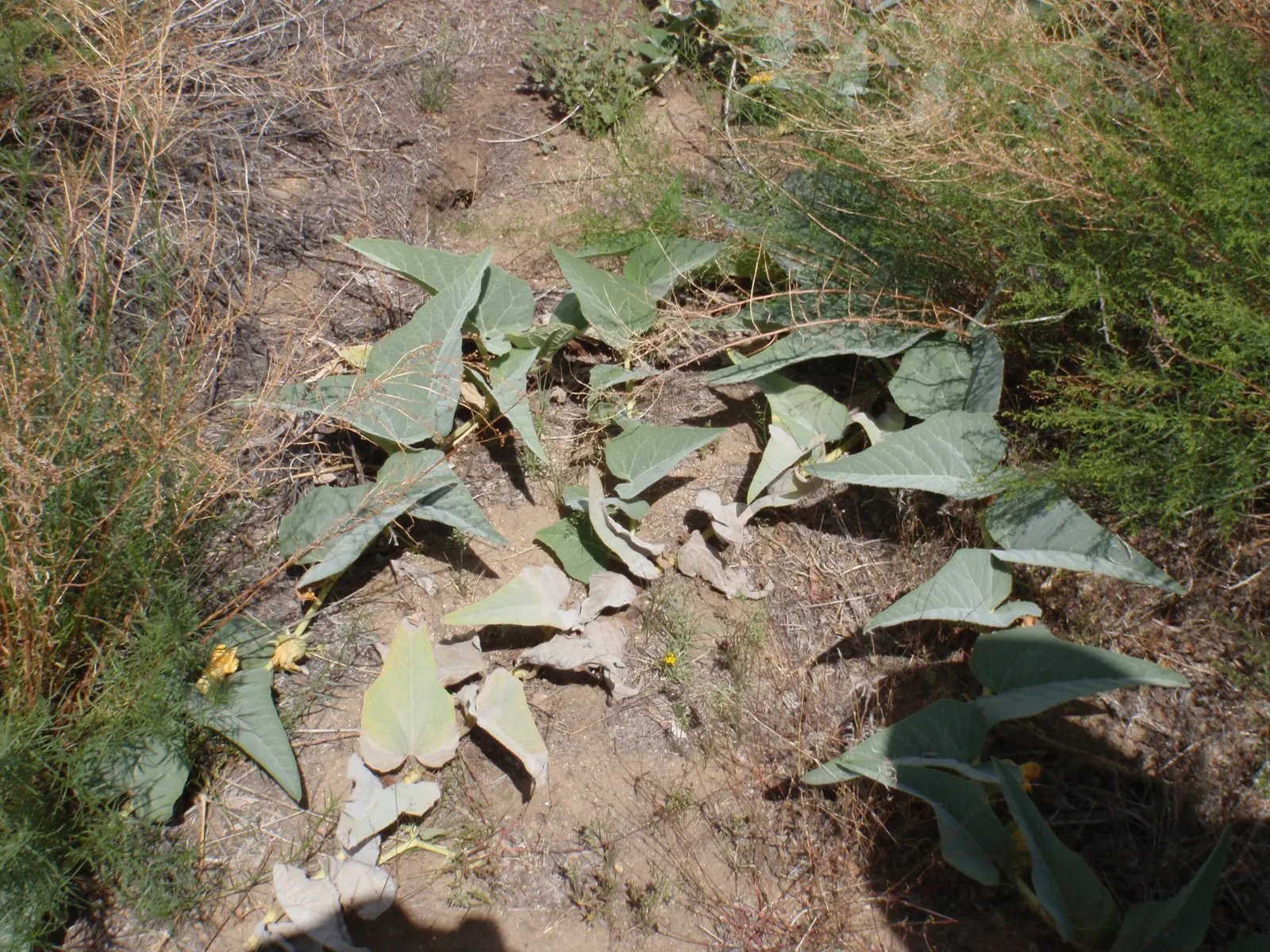 Missouri Gourd (Cucurbita Foetidissima) — making it a wise choice for gardens across a range of climates
