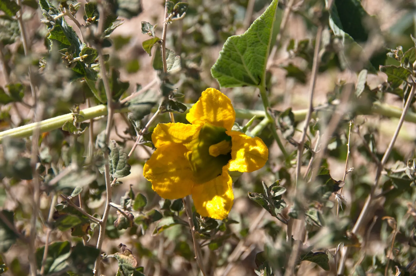 Missouri Gourd (Cucurbita Foetidissima) — allowing it to thrive in USDA hardiness zones 5 through 11.<br><br>Visually