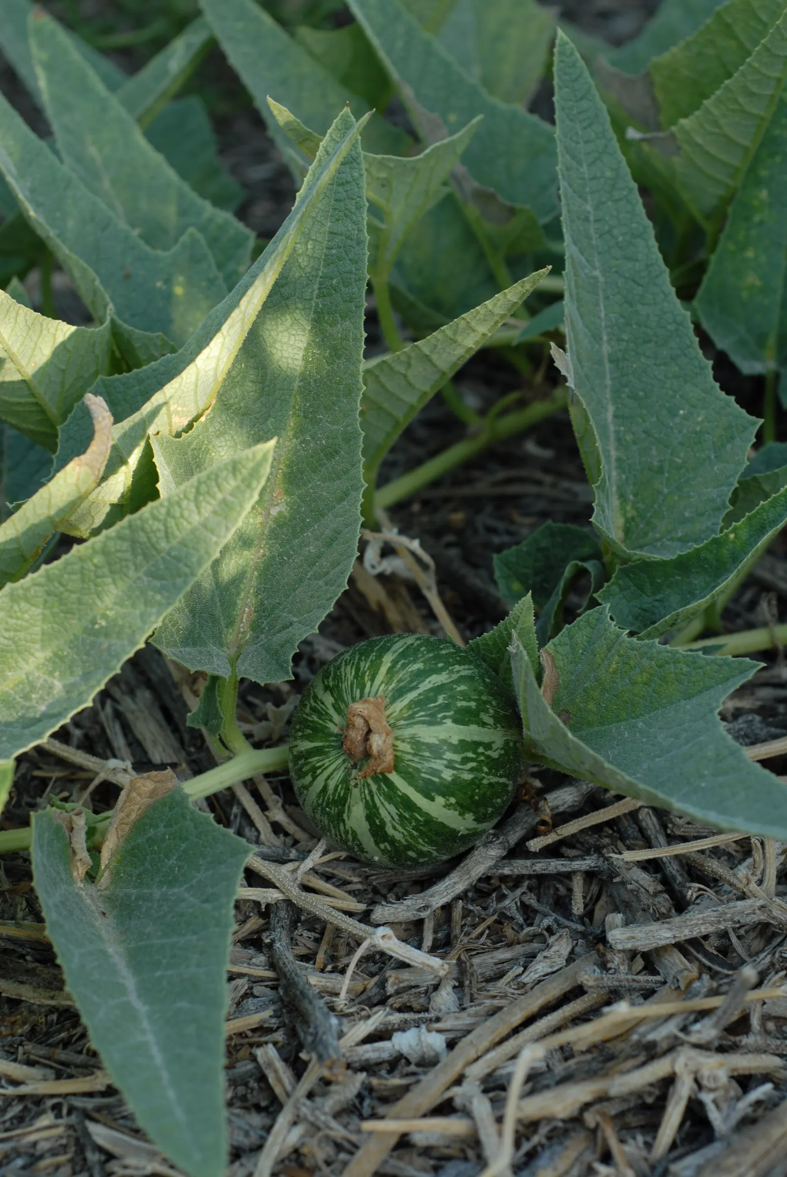 Missouri Gourd (Cucurbita Foetidissima) — stands out in the landscape with its distinctive appearance and hardiness; vegetable / vine for full