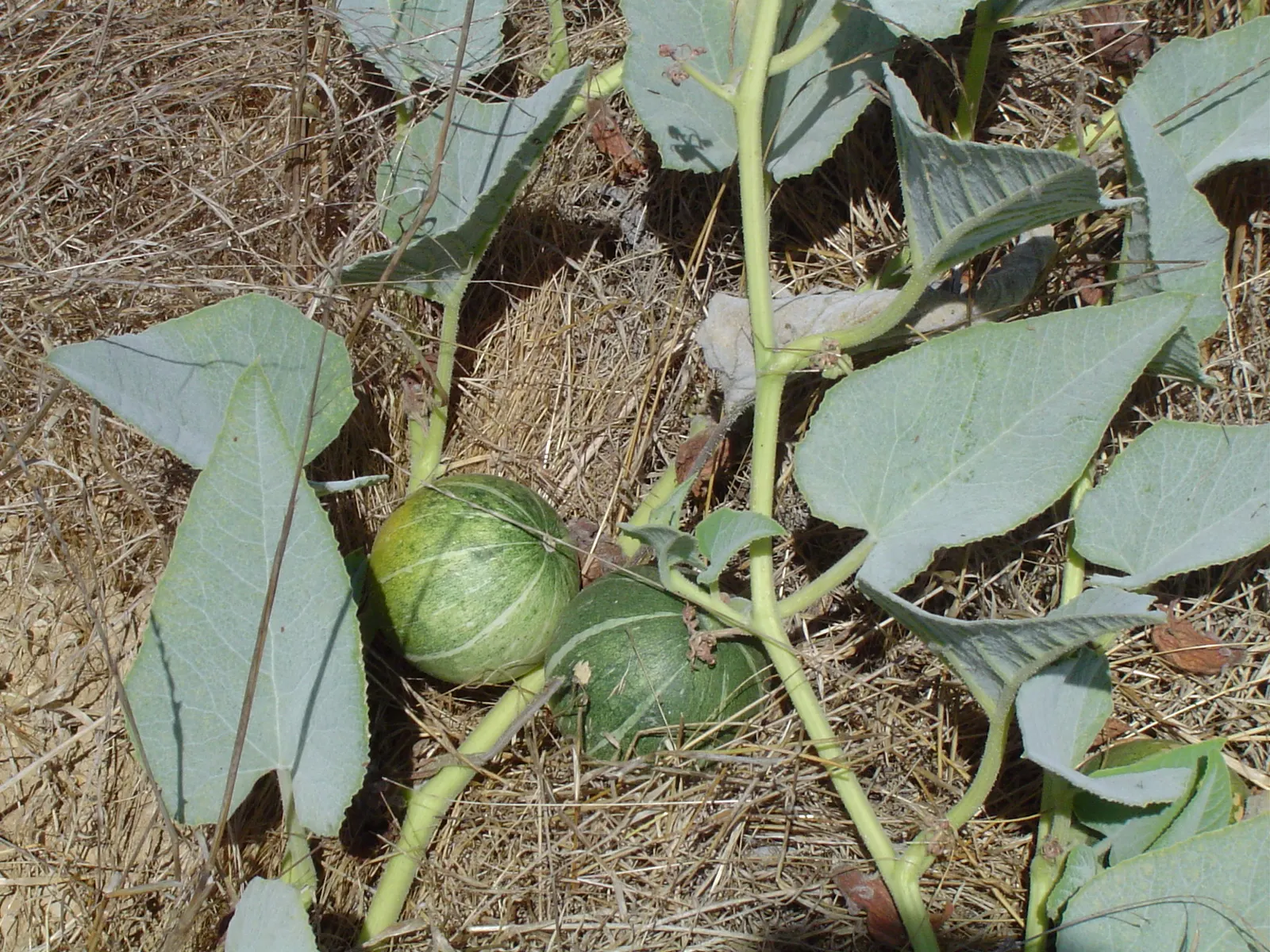 Missouri Gourd (Cucurbita Foetidissima) — These gourds turn from green to tan as they mature