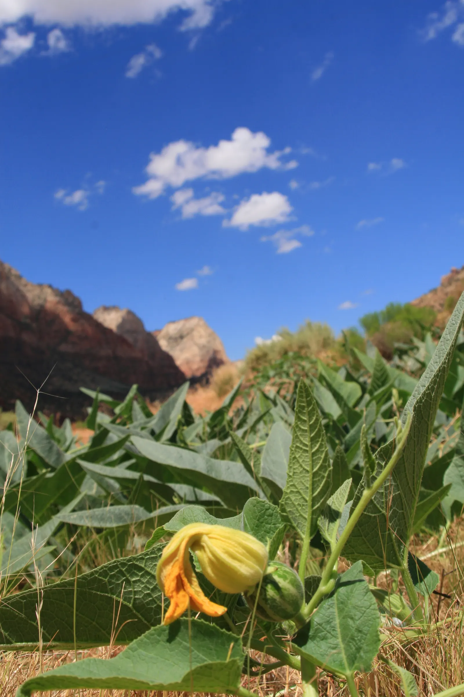 Missouri Gourd (Cucurbita Foetidissima) — It features large, lobed leaves and striking yellow blooms