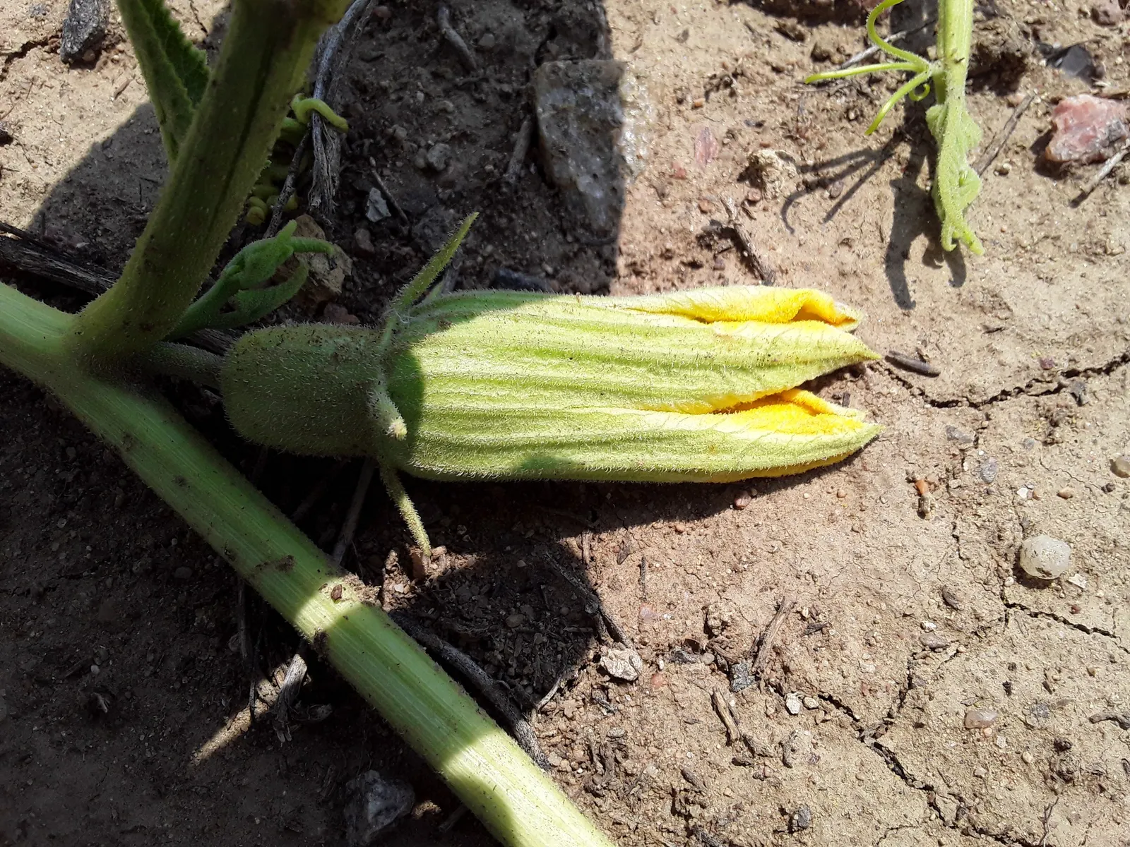 Missouri Gourd (Cucurbita Foetidissima) — lobed leaves up to 12 inches wide that create a lush