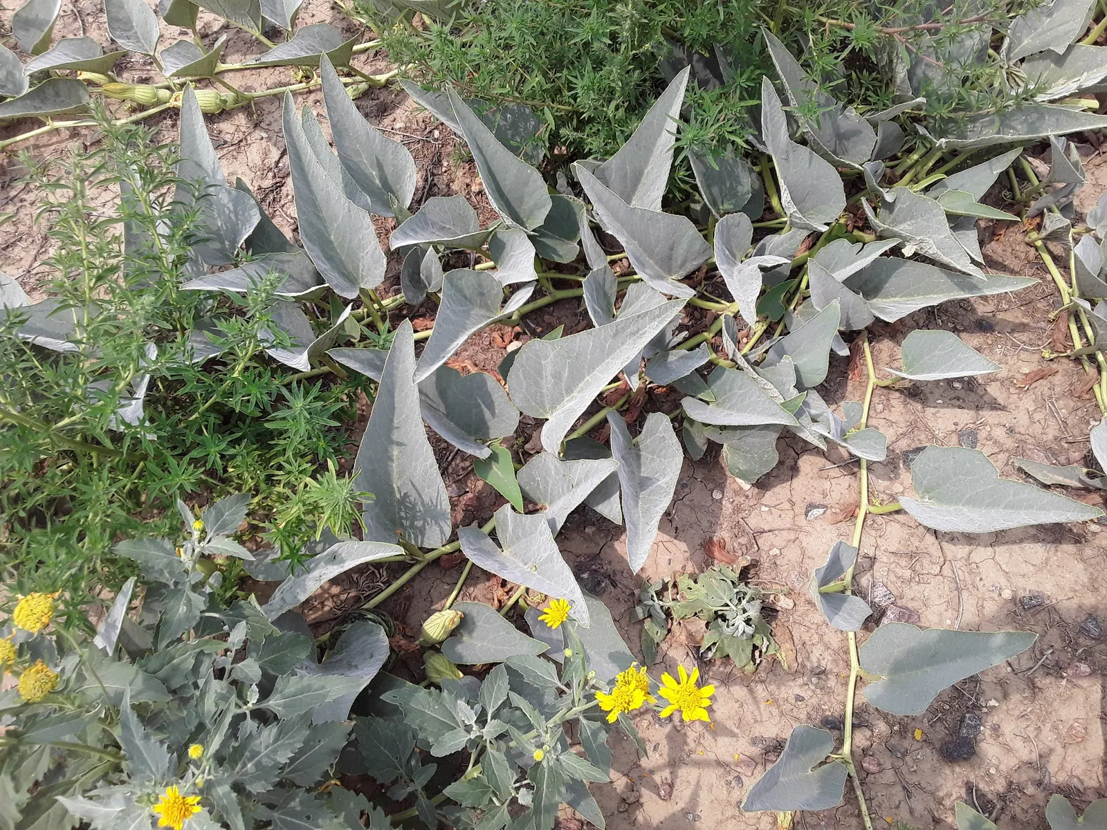 Missouri Gourd (Cucurbita Foetidissima) — Minimal maintenance is required once established
