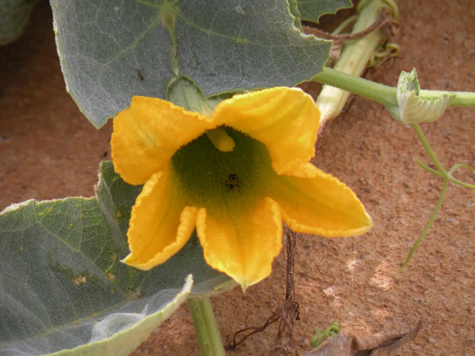Missouri Gourd (Cucurbita Foetidissima) — The Missouri Gourd, or Cucurbita foetidissima, is a robust perennial vine native to North America