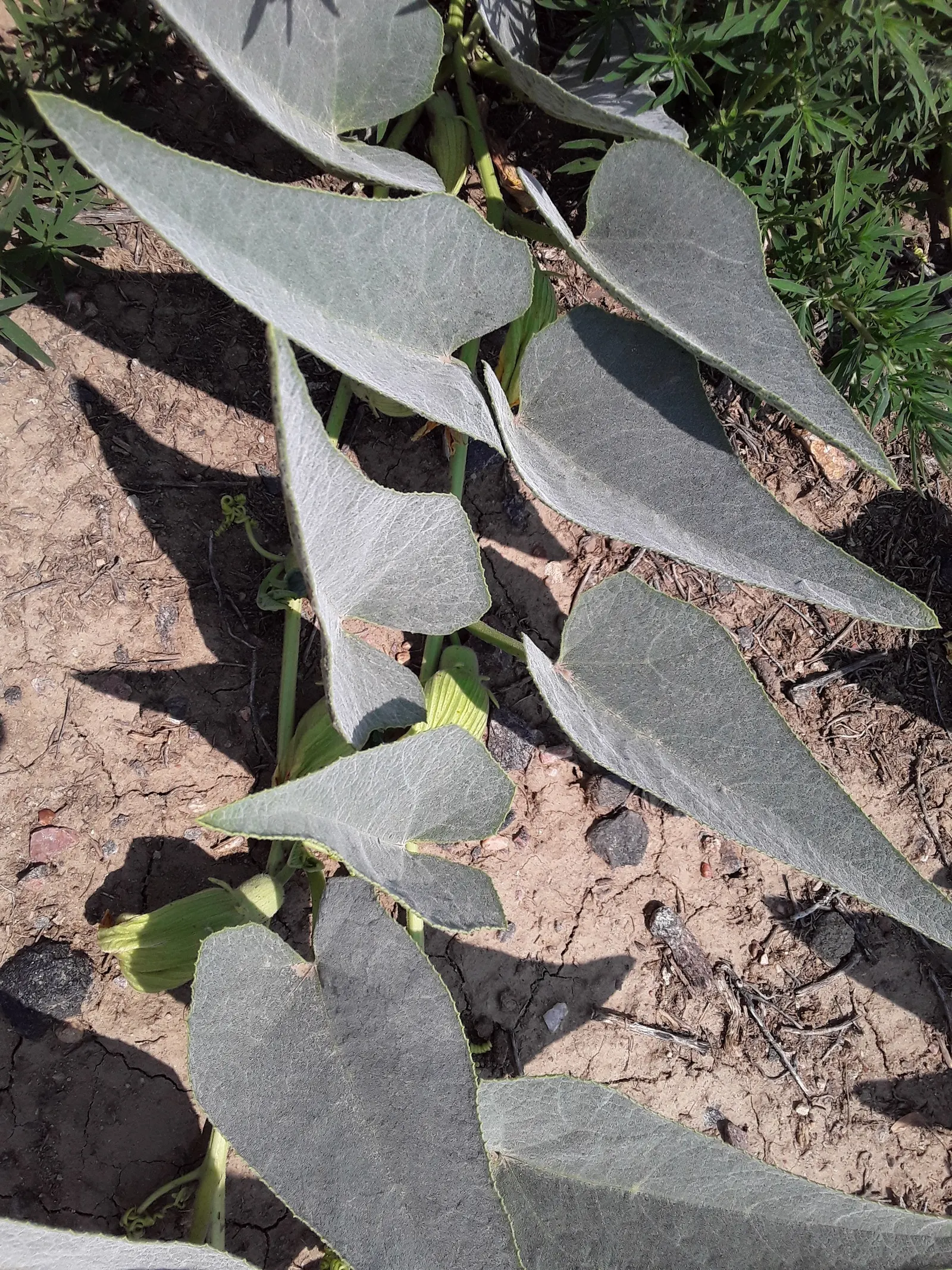 Missouri Gourd (Cucurbita Foetidissima) — as this plant is drought tolerant and resistant to most pests and diseases