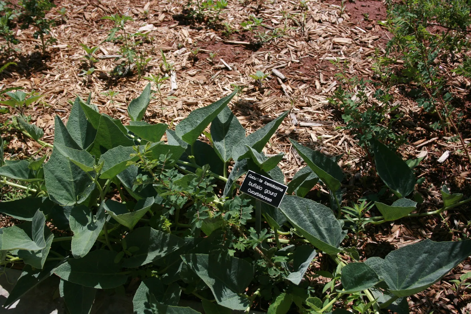 Missouri Gourd (Cucurbita Foetidissima) — scientifically known as Cucurbita foetidissima; these gourds turn from green to tan as they mature