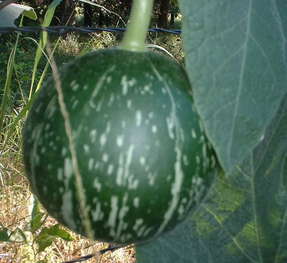 Missouri Gourd (Cucurbita Foetidissima) — vegetable / vine with gold and yellow blooms