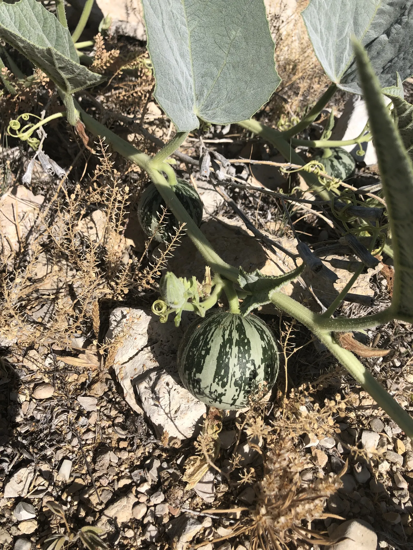 Missouri Gourd (Cucurbita Foetidissima) — vegetable / vine for full