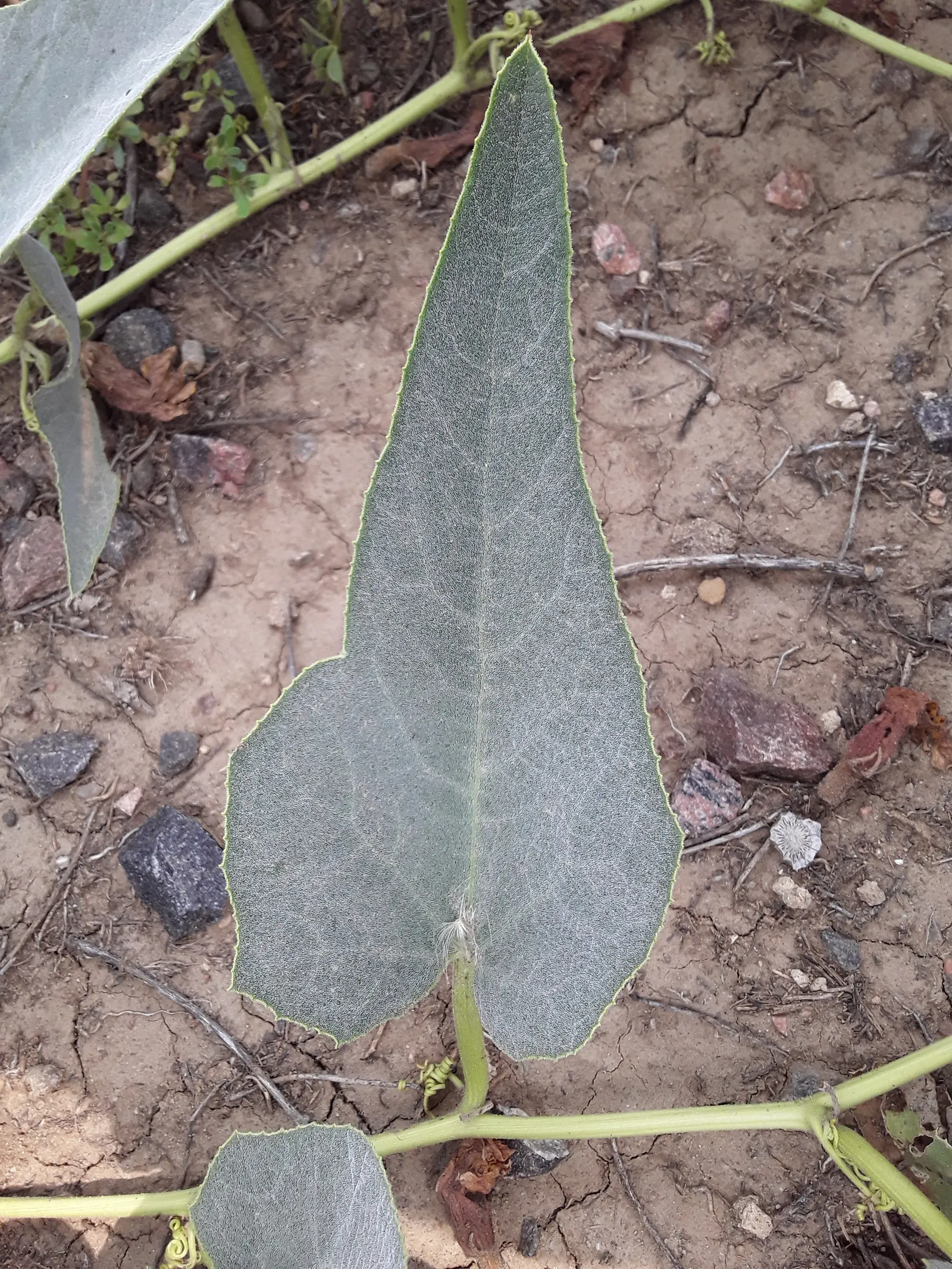 Missouri Gourd (Cucurbita Foetidissima) — Its foul-smelling fruit deters pests, making it a low-maintenance choice