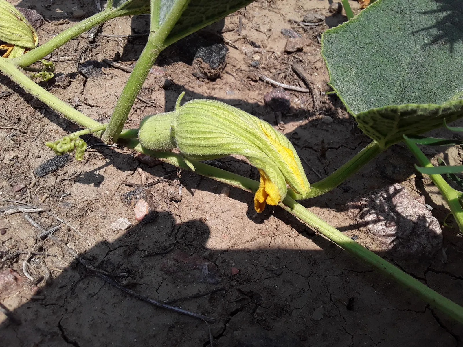 Missouri Gourd (Cucurbita Foetidissima) — stands out in the landscape with its distinctive appearance and hardiness