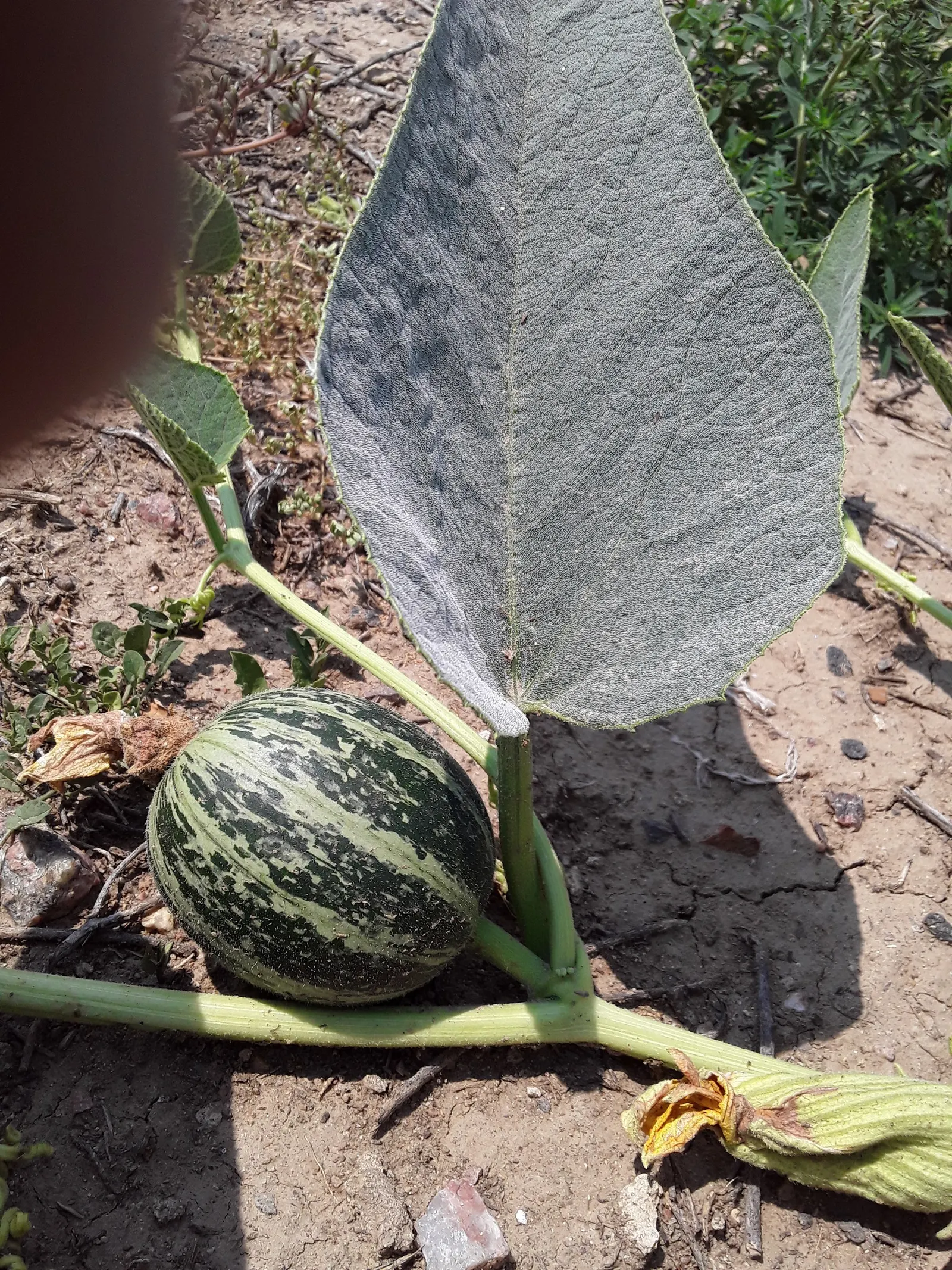 Missouri Gourd (Cucurbita Foetidissima) — Due to its vigorous growth, consider its placement to prevent overtaking nearby plants