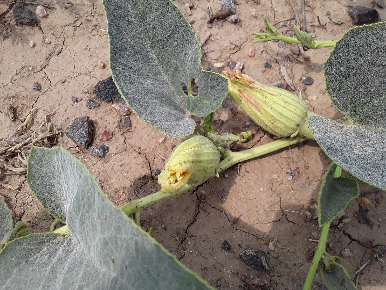 Missouri Gourd (Cucurbita Foetidissima) — Due to its vigorous growth, consider its placement to prevent overtaking nearby plants; this perennial plant is