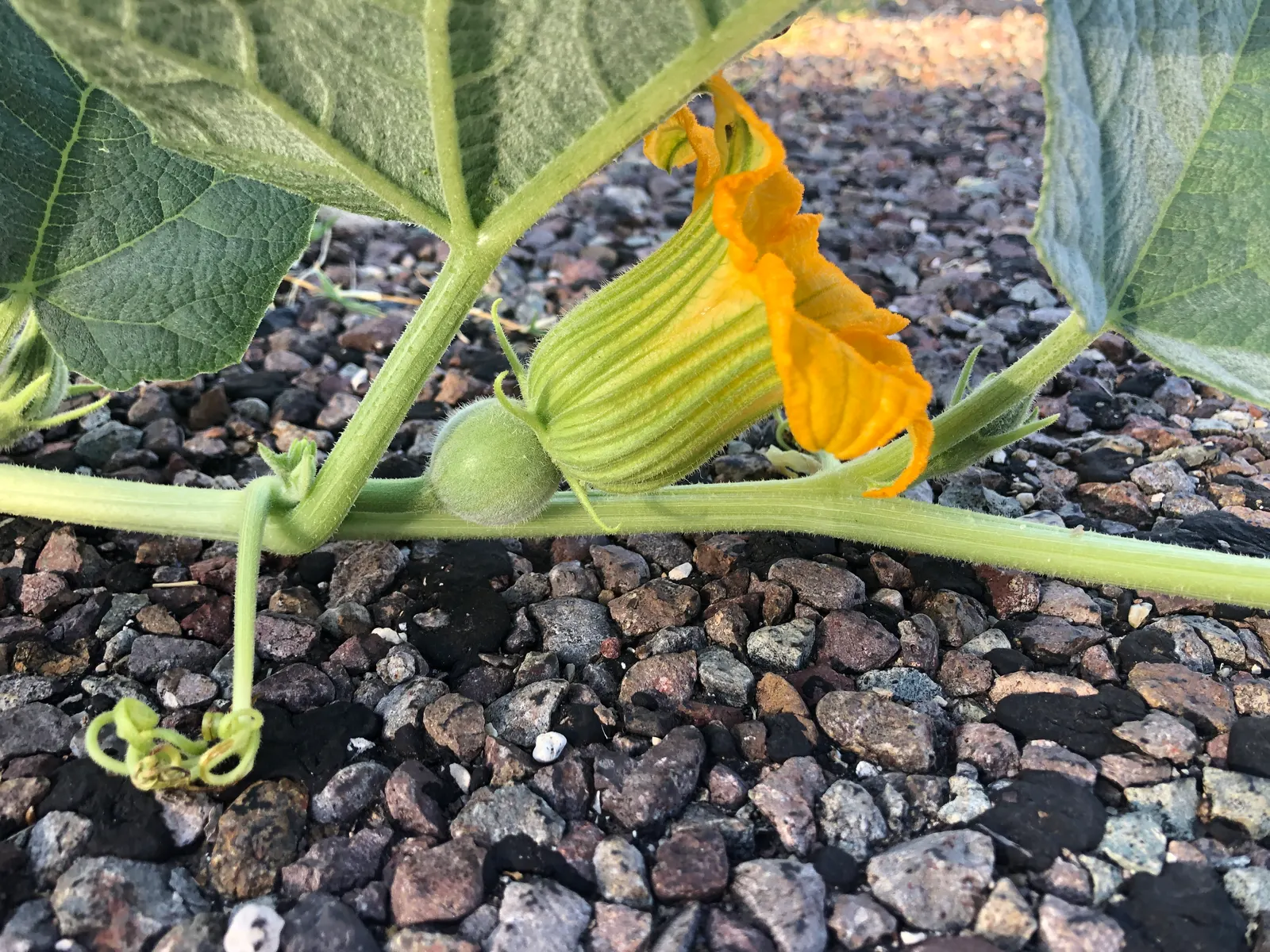 Missouri Gourd (Cucurbita Foetidissima) — This perennial plant is native to the central and southwestern United States; making it an excellent ground cover or