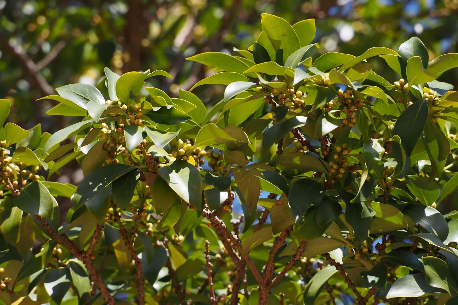 Yellow Anise Tree (Illicium Anisatum) — making it a robust choice for both novice and experienced gardeners.<br><br>When planning a landscape; illicium