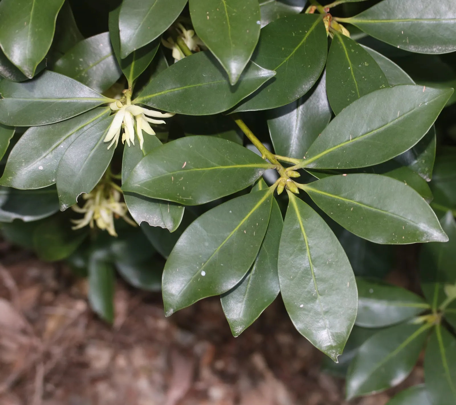 Yellow Anise Tree (Illicium Anisatum) — The tree requires consistent moisture