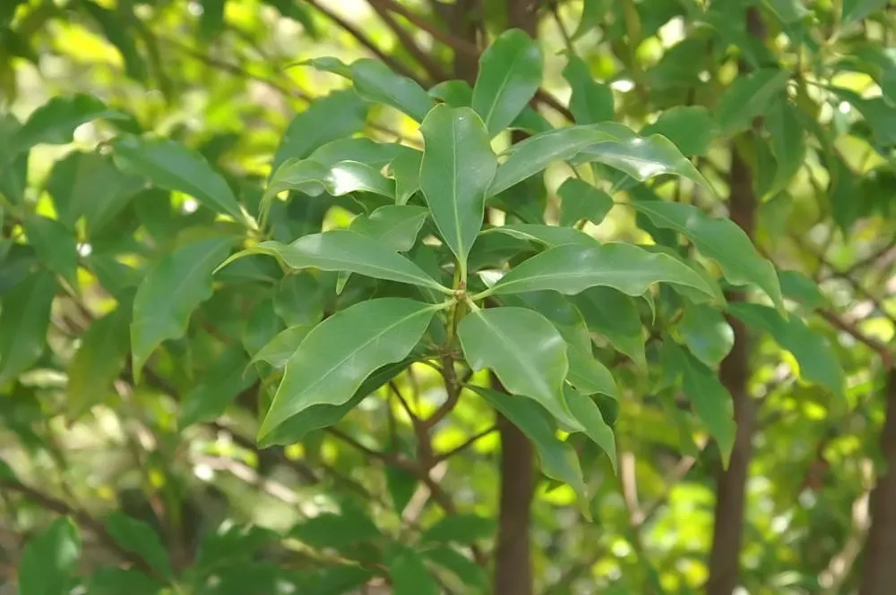 Yellow Anise Tree (Illicium Anisatum) — is an alluring evergreen species prized for its aromatic foliage and decorative qualities