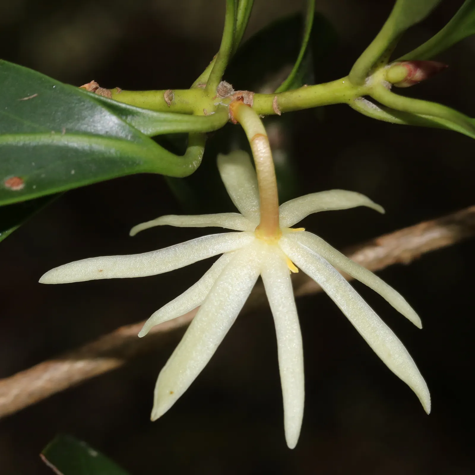Yellow Anise Tree (Illicium Anisatum) — It typically reaches 10-15 feet in height and spreads 6-10 feet; note: all parts are toxic if ingested