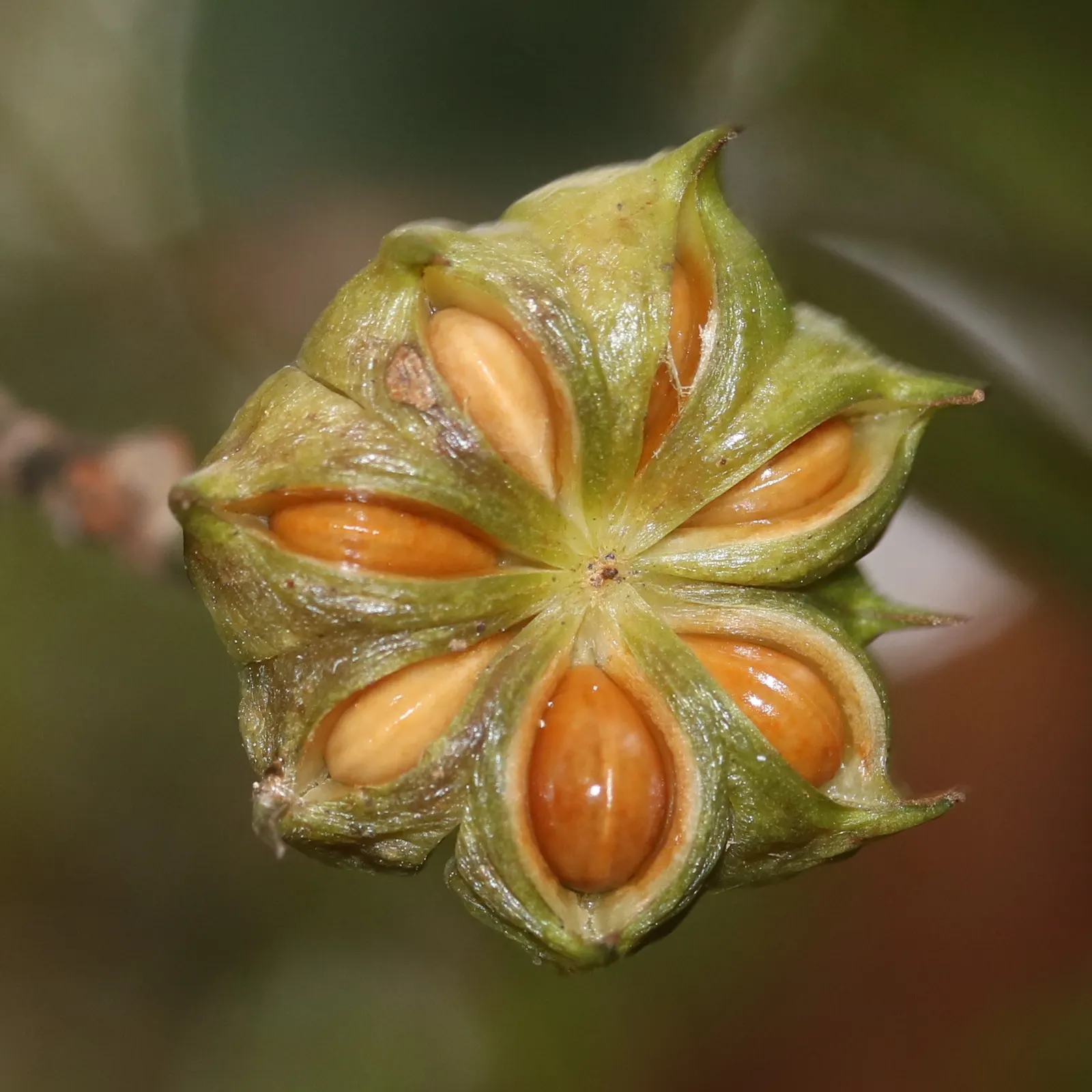 Yellow Anise Tree (Illicium Anisatum) — It typically reaches 10-15 feet in height and spreads 6-10 feet