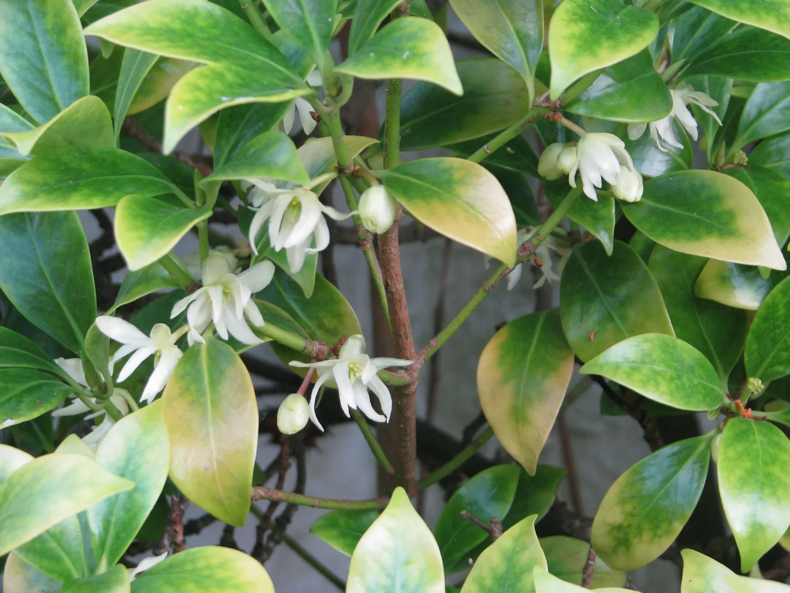 Yellow Anise Tree (Illicium Anisatum) — shrub with yellow blooms; it prefers acidic to neutral soils that are moist but well-drained