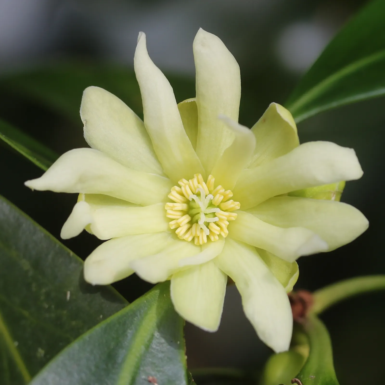 Yellow Anise Tree (Illicium Anisatum) — With low maintenance needs