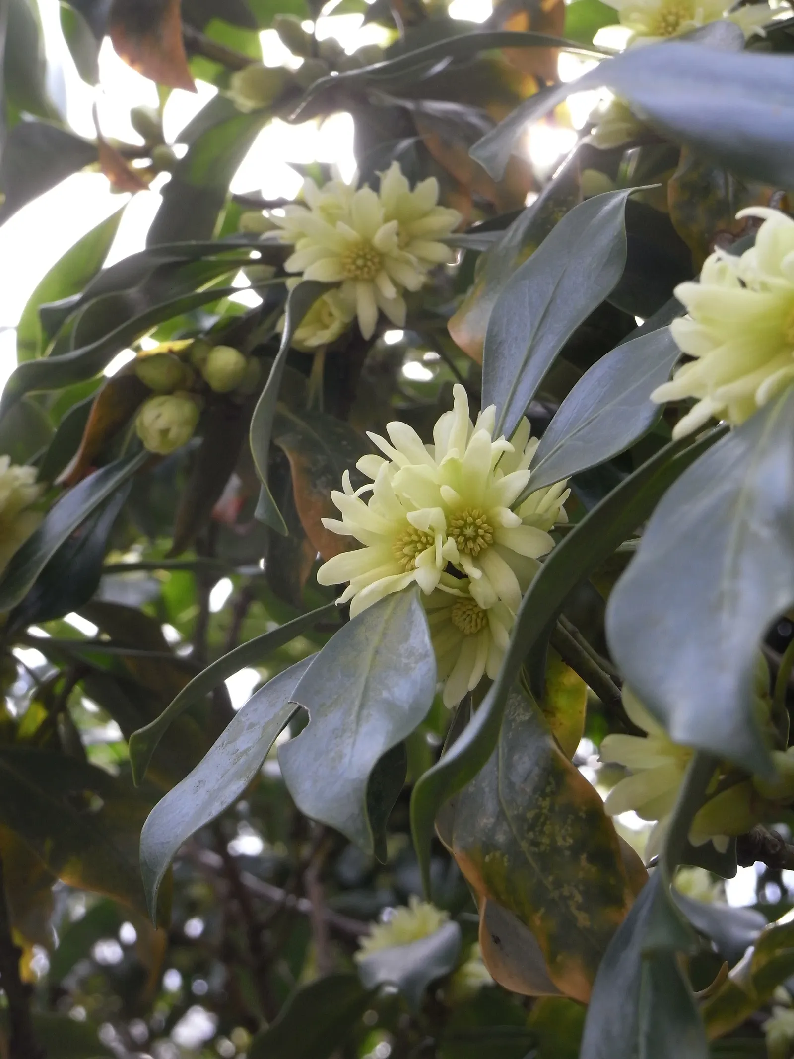 Yellow Anise Tree (Illicium Anisatum) — prospering under the canopy of taller trees or in the dappled light of a woodland garden; yet it is drought-tolerant