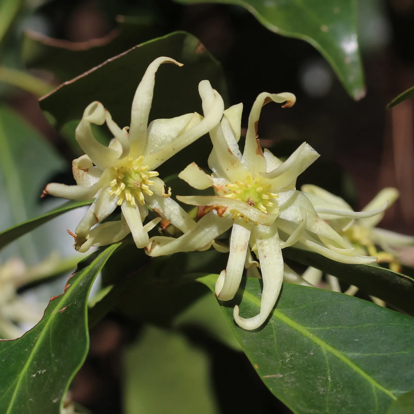 Yellow Anise Tree (Illicium Anisatum) — it is resistant to most pests and diseases