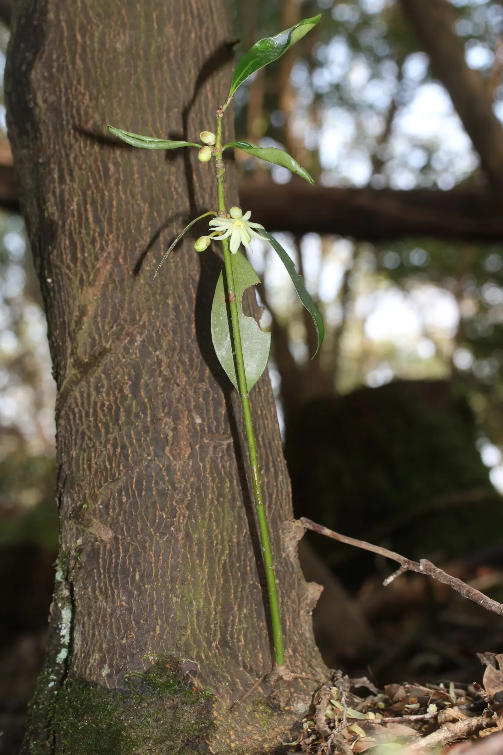 Yellow Anise Tree (Illicium Anisatum) — Note: all parts are toxic if ingested; it typically reaches 10-15 feet in height and spreads 6-10 feet