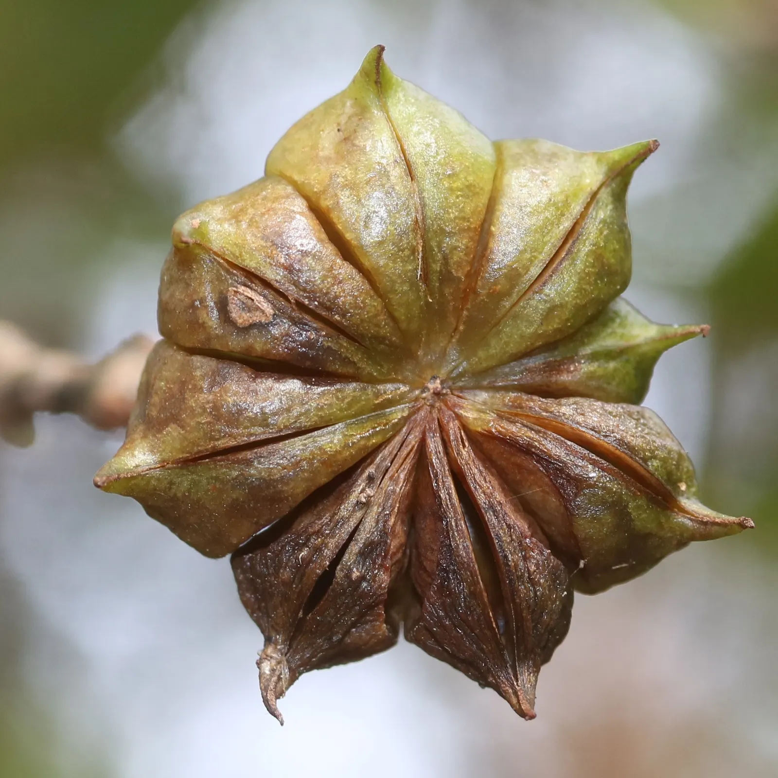 Yellow Anise Tree (Illicium Anisatum) — star-shaped flowers emerge in the spring; it is resistant to most pests and diseases