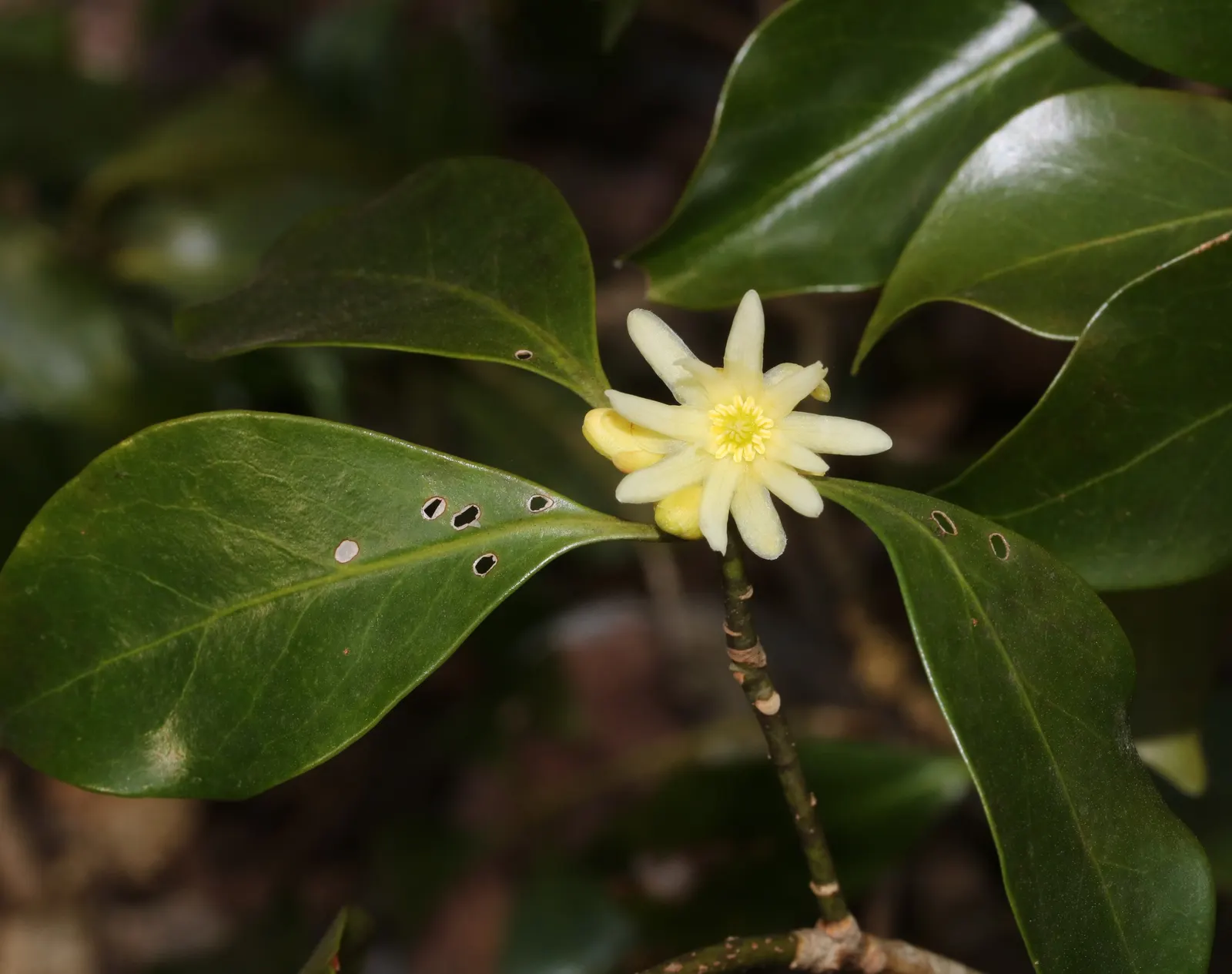 Yellow Anise Tree (Illicium Anisatum) — star-shaped flowers emerge in the spring